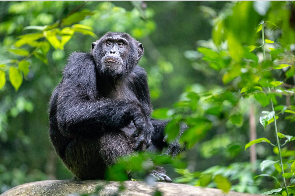 Friendsof Chimpanzees Kagadi District